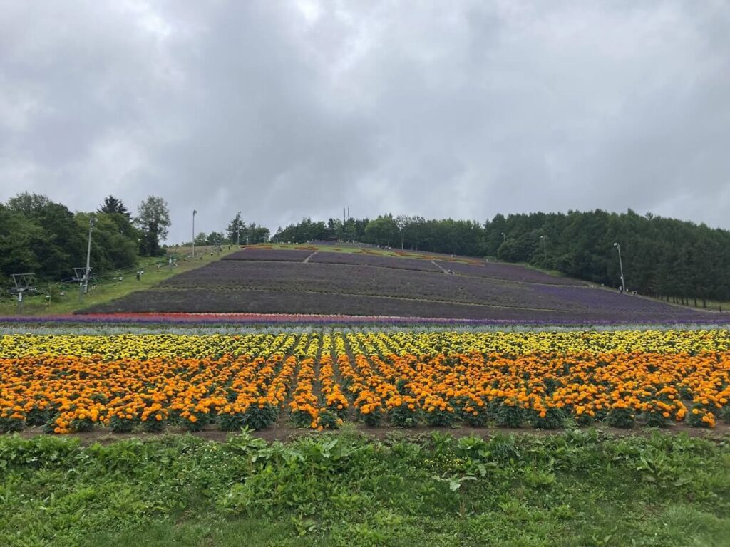 北星山ラベンダー園のお花の絨毯