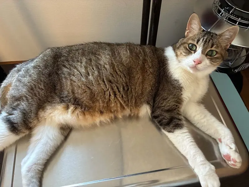 我が家の可愛い先住猫、武蔵