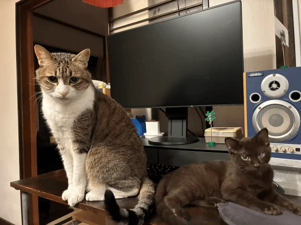 先住猫、武蔵(漢15歳)
新入り猫Mary(女の子４ヶ月)