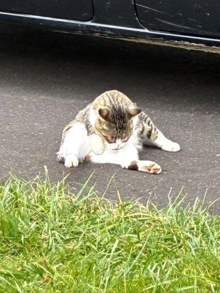 とままえ夕陽が丘オートキャンプ場にいた猫