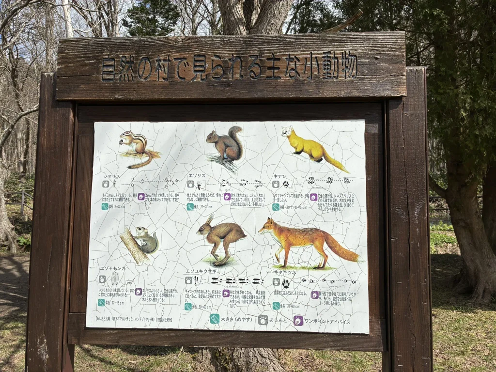 定山渓自然の村
自然の村で見られる小動物たち