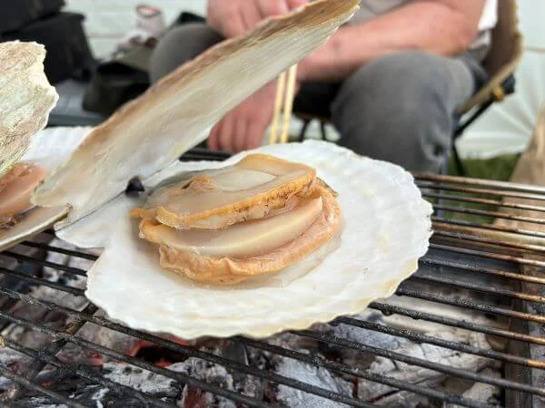 食べごろの帆立